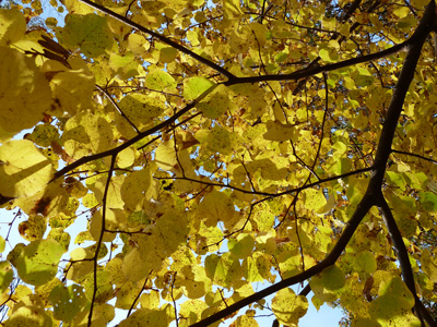 Tilia cordata 'Winter Orange' (3) JWC