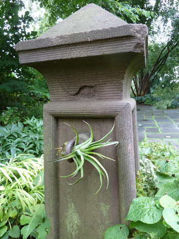 Tillandsia streptophylla (1) JWC