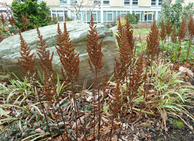 Astilbe chinensis 'Vision in Pink' (2) JWC