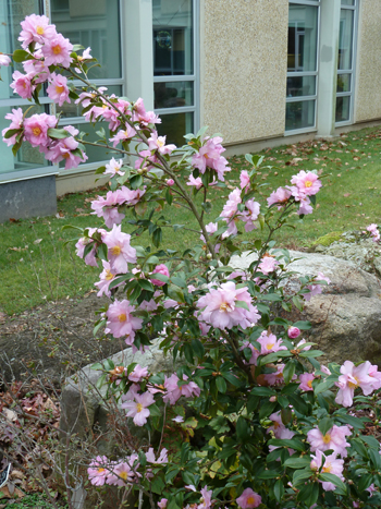 Camellia oleifera 'Winter's Interlude' (2) JWC