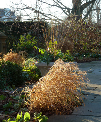 Hakonechloa macra autumn color (1) JWC