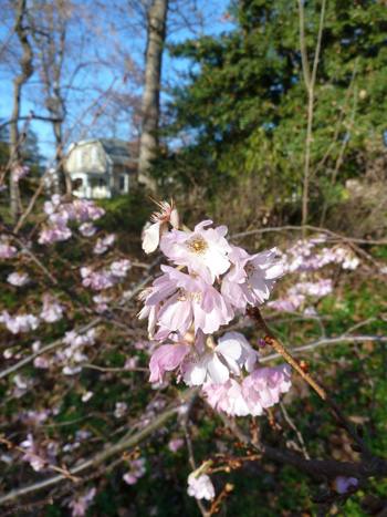 Prunus subhirtella 'Autumnalis Rosea' Cherry Border (1) JWC