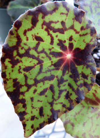 Begonia 'Red Planet' (1) JWC