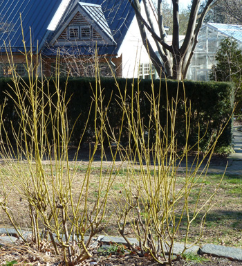 Cornus alba 'Bud's Yellow' (4) JWC