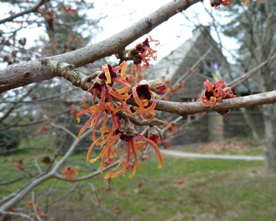 Hamamelis x intermedia 'Jelena' Frats (1) JWC