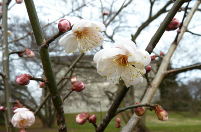 Prunus mume 'Fragrant Snow' (3) JWC