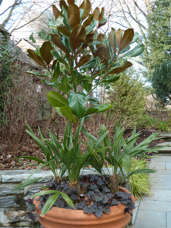 Rhapidophyllum hystrix in Winter Container (1) JWC