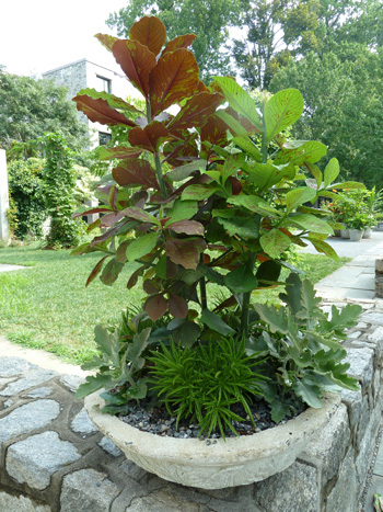 Succulent containers with Euphorbia pseudograntii var. rubrum (2) JWC