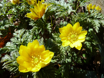 Adonis amurensis detail (2) JWC