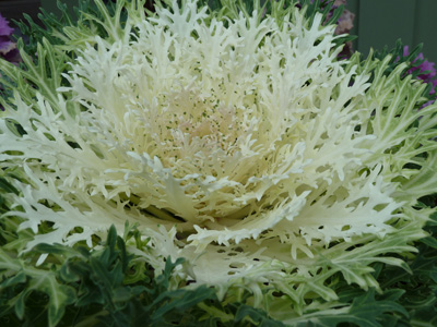 Brassica oleracea 'White Peacock' (2) JWC