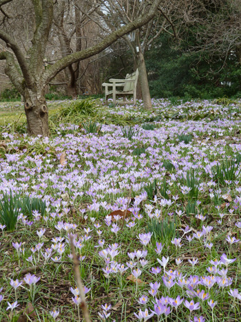 Crocus tommasinianus Cherry Border (2) JWC