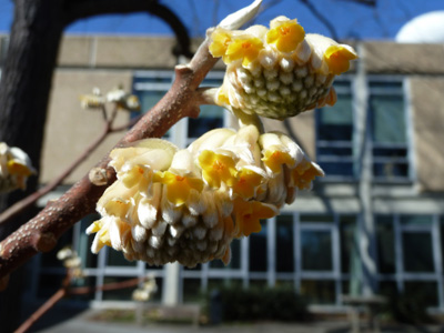 Edgeworthia chrysantha 'Nanjing Gold' in bloom (2) JWC