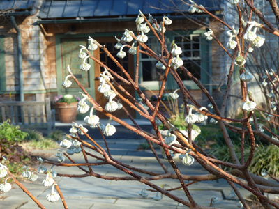 Edgeworthia chrysantha in Terry Shane 