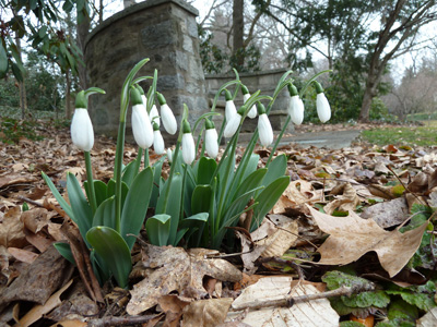 Galanthus at Whisper bench (1) JWC