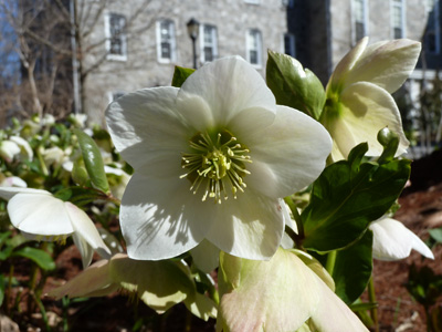 Helleborus 'Snow Bunting' (3) JWC