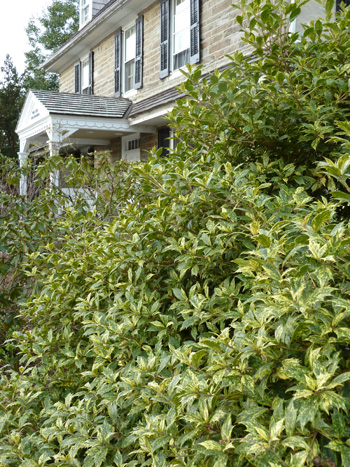 Osmanthus heterophyllus 'Goshiki' Ben West House (2) JWC