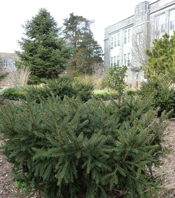 Picea orientalis 'Gracilis Nana' Nason Garden (2) JWC