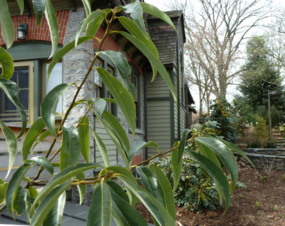 Quercus myrsinifolia Cunningham House (3) JWC