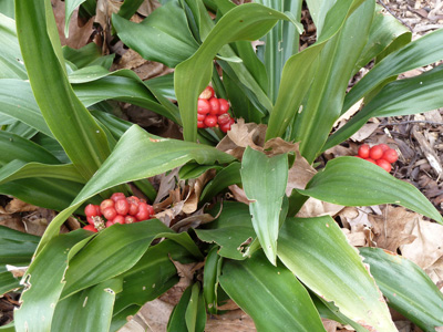 Rohdea japonica in fruit (2) JWC