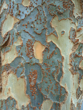 Ulmus parvifolia Allee (R) bark (4) JWC