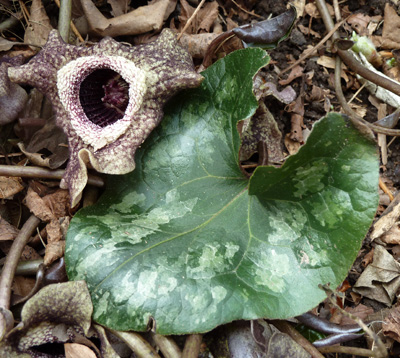 Asarum splendens bloom and leaf (1) JWC