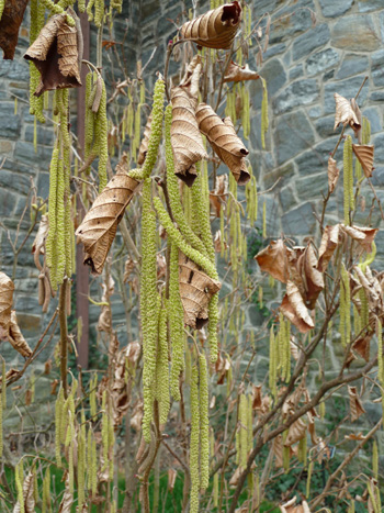 Corylus heterophylla var. thunbergii catkins (1) JWC