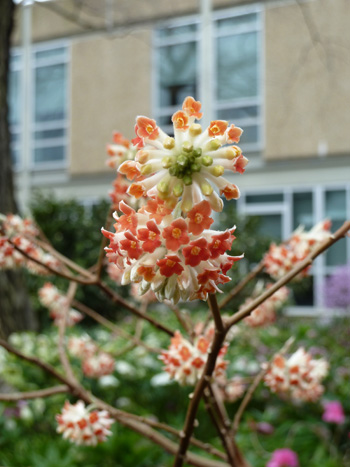 Edgeworthia chrysantha 'Red Dragon' (3) JWC