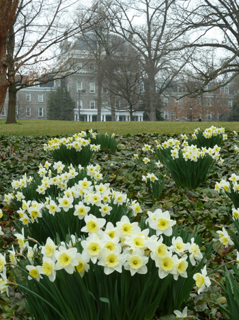 Narcissus toward Parrish (6) JWC