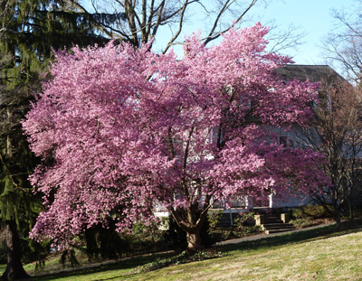 Prunus x incam 'Okame' near College intersection (1) JWC