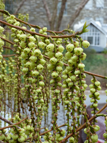 Stachyurus praecox (4) JWC