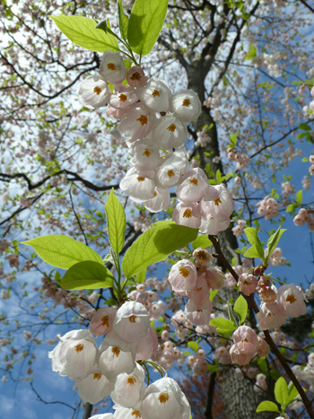 Halesia tetraptera 'Rosea' flower detail (1) JWC