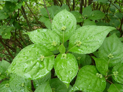 Helwingia japonica (1) JWC