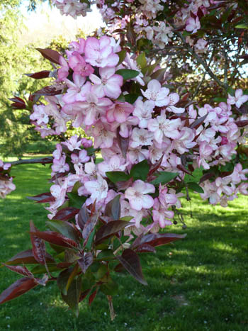 Malus 'Strawberry Parfait' with flowers and new foliage (1) JWC