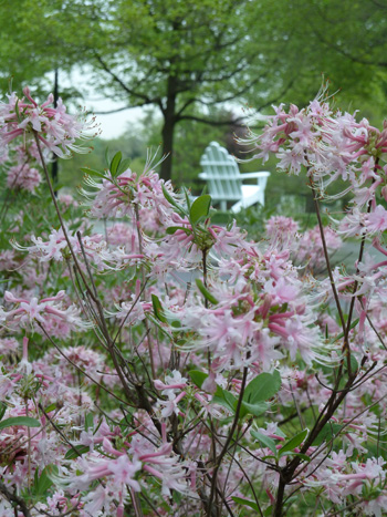 Rhododendron canescens Parrish Circle (6) JWC