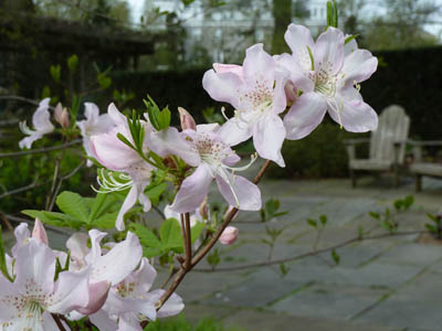 Rhododendron schlippenbachii (2) JWC