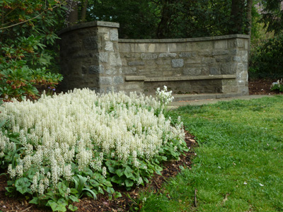 Tiarella 'Brandywine' near Whisper Bench (2) JWC