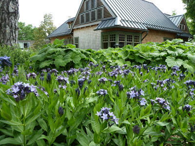 Amsonia 'Blue Ice' (1) JWC