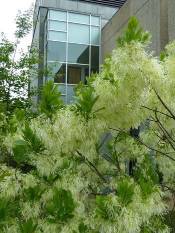 Chionanthus virginicus Science Center (3) JWC