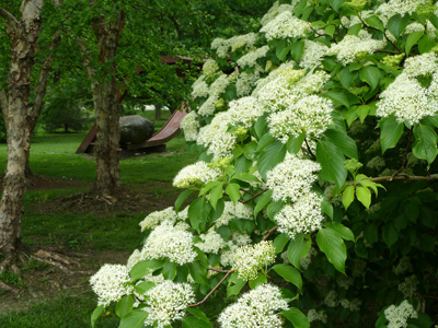 Cornus controversa (9) JWC