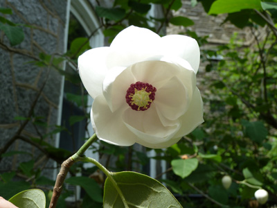 Magnolia sieboldii (1) JWC