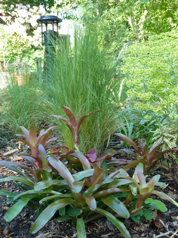 Neoregelia 'Fireball' in ground (1) JWC