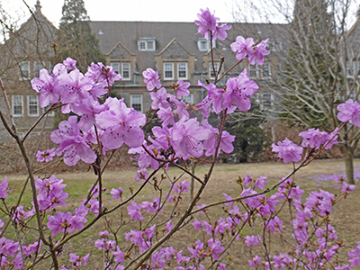 Plants Of The Week February 27 Scott Arboretum