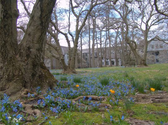 First signs of Spring at the Scott Arboretum