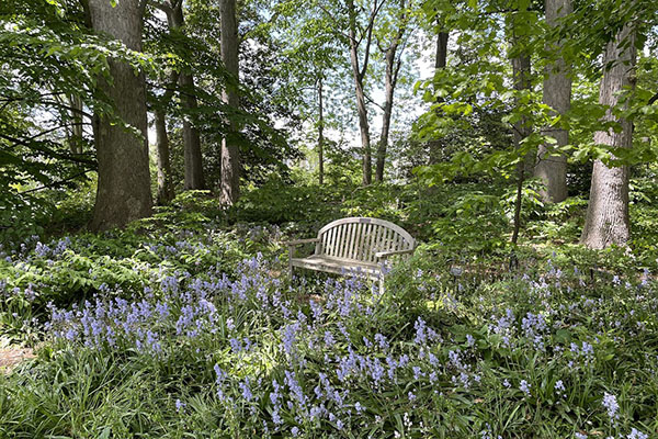 Bluebells blooms below a bench in the woodland garden of Wister Garden.